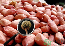 花生發霉了還能吃嗎?花生發霉了怎樣處理?