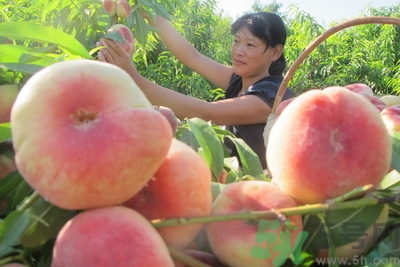 蟠桃孕婦可以吃嗎？蟠桃和水蜜桃的區別