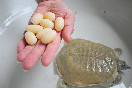 小孩能吃甲魚嗎？小孩能吃甲魚蛋嗎？