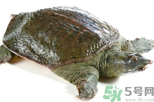 甲魚怎么殺？甲魚怎么處理？