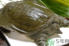 甲魚怎么吃最有營養？甲魚怎么吃最補身體？