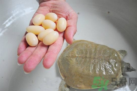 小孩能吃甲魚嗎？小孩能吃甲魚蛋嗎？