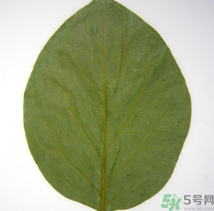 柿子葉能治糖尿病嗎？柿子葉茶能降血糖嗎？