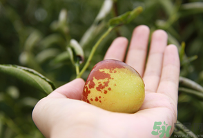 坐月子可以吃鮮棗嗎？產婦可以吃鮮棗嗎？