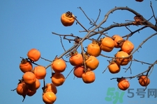 脆柿子哪個季節(jié)的？脆柿子什么時候吃最好？