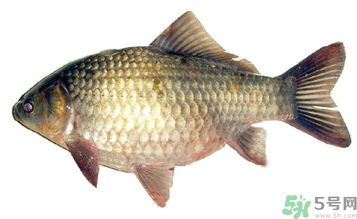 秋天釣鯽魚用什么餌料？秋天釣鯽魚用什么味餌？