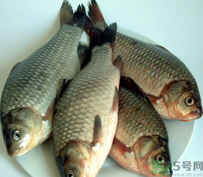 秋天釣鯽魚用什么餌料？秋天釣鯽魚用什么味餌？