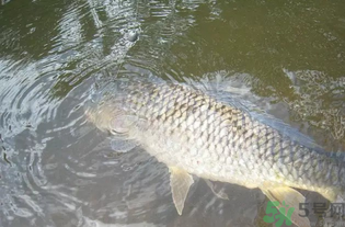 秋天釣魚用腥還是香？秋天釣魚用什么味型餌料？