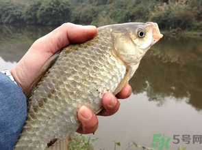 十月份釣鯽魚用什么餌？十月份釣鯽魚用什么餌料好？
