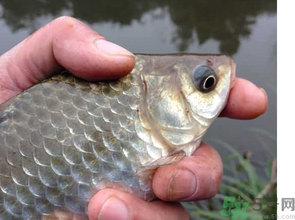 十月份釣鯽魚用什么餌？十月份釣鯽魚用什么餌料好？
