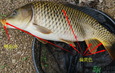 秋天釣鯉魚用什么小藥？秋天黑坑釣鯉魚用什么小藥？