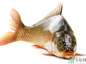 秋天釣鯉魚用什么小藥？秋天黑坑釣鯉魚用什么小藥？