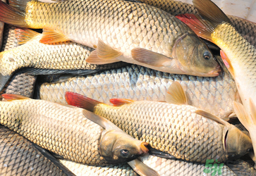 秋天釣鯉魚用什么小藥？秋天黑坑釣鯉魚用什么小藥？