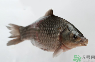 秋天黑坑釣鯽魚用什么餌料？秋天黑坑釣鯽魚餌料配方