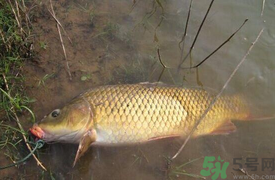 十月份可以釣鯉魚嗎？十月份釣鯉魚用什么餌？