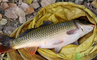 十月份可以釣鯉魚嗎？十月份釣鯉魚用什么餌？
