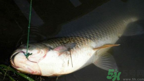 十月份可以釣鯉魚嗎？十月份釣鯉魚用什么餌？