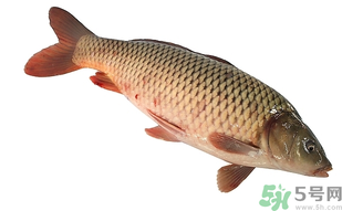 十月份可以釣鯉魚嗎？十月份釣鯉魚用什么餌？