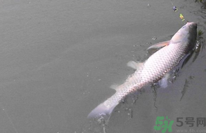 秋天釣草魚用什么餌?秋季釣草魚用什么餌最好? 秋天釣草魚用什么餌?秋季釣草魚用什么餌最好?