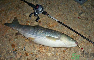 秋天釣草魚用什么餌?秋季釣草魚用什么餌最好? 秋天釣草魚用什么餌?秋季釣草魚用什么餌最好?