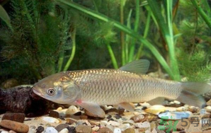 秋天釣草魚用什么餌?秋季釣草魚用什么餌最好? 秋天釣草魚用什么餌?秋季釣草魚用什么餌最好?