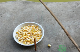 玉米粒怎么釣魚?怎么用玉米粒釣魚? 玉米粒怎么釣魚?怎么用玉米粒釣魚?