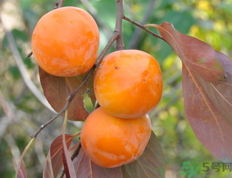 黃柿子和紅柿子有什么區(qū)別？紅柿子和黃柿子哪個好？