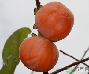 黃柿子和紅柿子有什么區(qū)別？紅柿子和黃柿子哪個好？