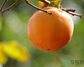 黃柿子和紅柿子有什么區(qū)別？紅柿子和黃柿子哪個好？