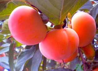 黃柿子和紅柿子有什么區(qū)別？紅柿子和黃柿子哪個好？