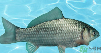 釣的魚在家怎么養活？釣的魚怎么保持不死？
