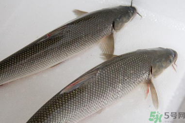 釣的魚在家怎么養活？釣的魚怎么保持不死？