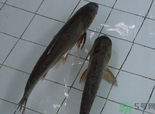 釣的魚在家怎么養活？釣的魚怎么保持不死？