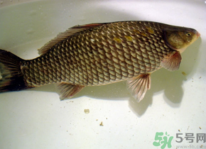 釣的魚死了還能吃嗎？釣的魚死了怎么處理？