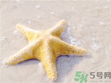 海星的營養價值 海星的功效與作用