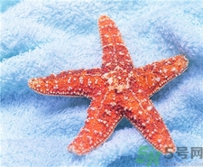 海星的營養價值 海星的功效與作用