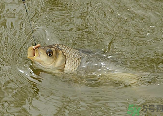 釣的魚死了還能吃嗎？釣的魚死了怎么處理？