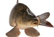 十月份草魚好釣嗎？十月份怎么釣草魚？