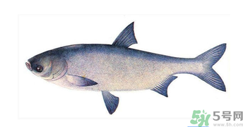 十月份能釣鰱魚嗎？鰱魚幾月份好釣？