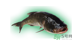 十月份能釣鰱魚嗎？鰱魚幾月份好釣？