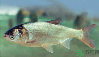 十月份能釣鰱魚嗎？鰱魚幾月份好釣？