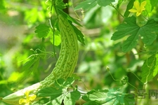 經(jīng)常喝苦瓜水有什么好處？新鮮苦瓜水怎么做比較好喝？