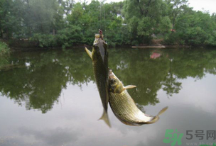 秋天釣魚什么風(fēng)向最好？秋天什么風(fēng)向好釣魚？