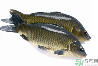 活鯉魚怎么保存?鯉魚怎么養才不容易死? 活鯉魚怎么保存?鯉魚怎么養才不容易死?