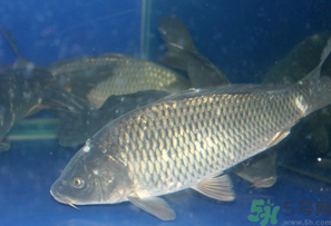 活鯉魚怎么保存?鯉魚怎么養才不容易死? 活鯉魚怎么保存?鯉魚怎么養才不容易死?