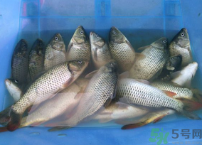 活鯉魚怎么保存?鯉魚怎么養才不容易死? 活鯉魚怎么保存?鯉魚怎么養才不容易死?