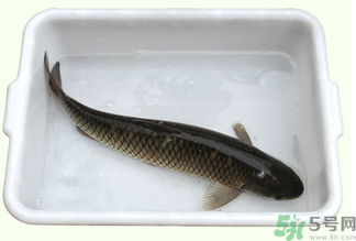 鯉魚死了還能吃嗎？鯉魚死了多久不能吃？