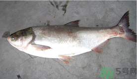 秋天釣鰱魚用什么餌料？秋天釣鰱魚用什么味餌？