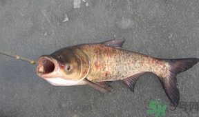 秋天釣鰱魚用什么餌料？秋天釣鰱魚用什么味餌？