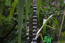 甘蔗一天吃多少最好？甘蔗能每天都吃嗎？
